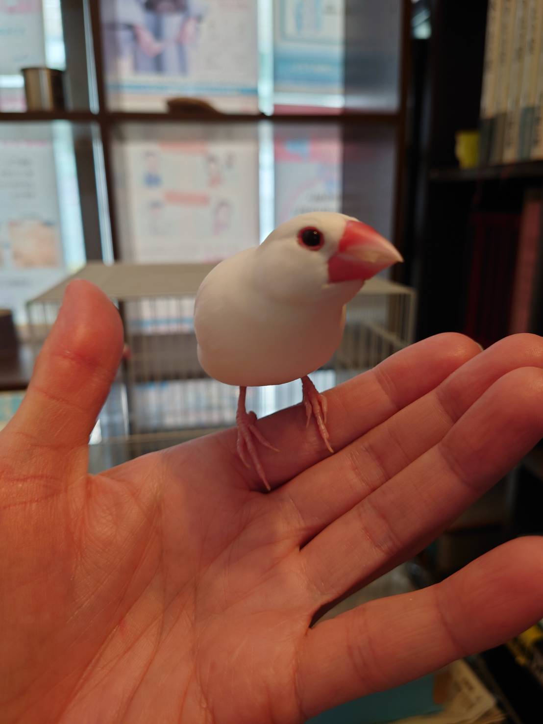 自動音声によるお呼び出しにかわります。